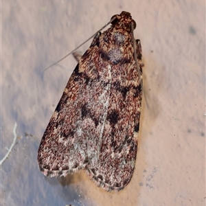 Unverified Moth (Lepidoptera) by LisaH