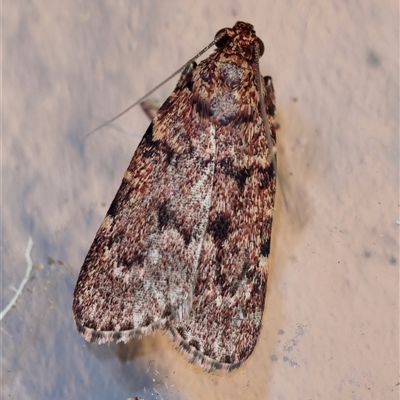 Mimaglossa nauplialis and habitalis at  - suppressed by LisaH