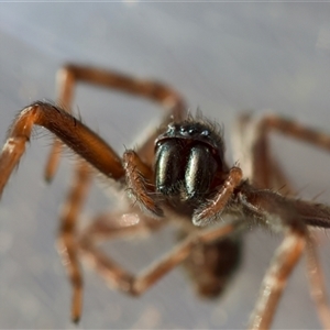 Unverified Spider by LisaH