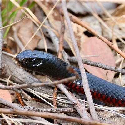 Pseudechis porphyriacus (Red-bellied Black Snake) at Moruya, NSW - 18 Oct 2025 by LisaH