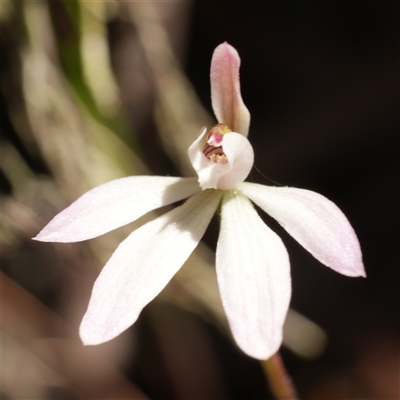 Caladenia carnea (Pink Fingers) at Windellama, NSW - 14 Oct 2025 by RobG1
