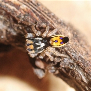 Maratus purcellae at Whitlam, ACT - Yesterday by Harrisi