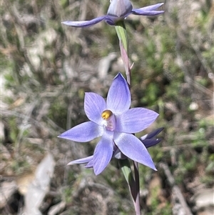 Thelymitra (genus) at Broadway, NSW - 16 Oct 2025 by JaneR
