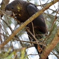 Calyptorhynchus lathami lathami (Glossy Black-Cockatoo) at Windellama, NSW - 10 Sep 2019 by GITM2