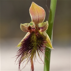 Calochilus paludosus (Strap Beard Orchid) at Oallen, NSW - 14 Oct 2025 by RobG1
