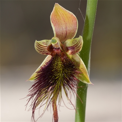 Calochilus paludosus (Strap Beard Orchid) at Oallen, NSW - 14 Oct 2025 by RobG1