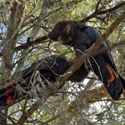 Calyptorhynchus lathami lathami (Glossy Black-Cockatoo) at Windellama, NSW - 23 Sep 2019 by GITM2
