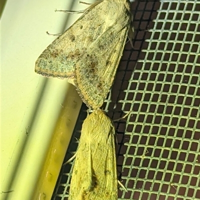 Unverified Moth (Lepidoptera) at  - suppressed by HelenCross