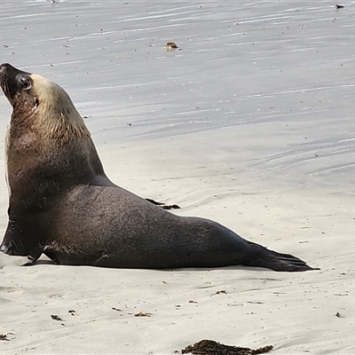 Tursiops truncatus at Seal Bay, SA - 17 Sep 2025 by AlisonMilton