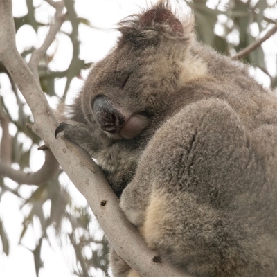 Phascolarctos cinereus at Seal Bay, SA - 17 Sep 2025 by AlisonMilton