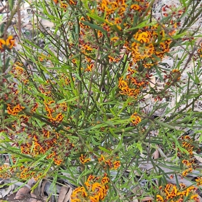 Daviesia leptophylla (Slender Bitter Pea) at Manton, NSW - 18 Oct 2025 by Philip