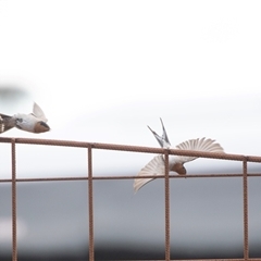 Hirundo neoxena at Seal Bay, SA - 17 Sep 2025 by AlisonMilton