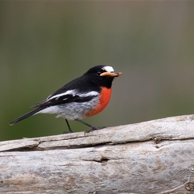 Petroica boodang (Scarlet Robin) at Seal Bay, SA - 17 Sep 2025 by AlisonMilton