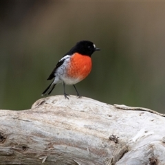 Petroica boodang at Seal Bay, SA - 17 Sep 2025 02:14 PM