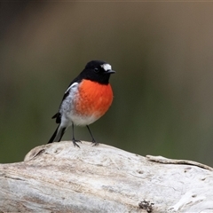 Petroica boodang at Seal Bay, SA - 17 Sep 2025 02:14 PM