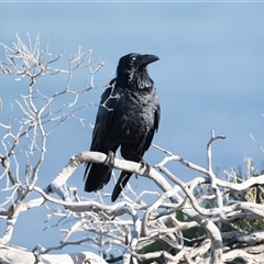 Corvus coronoides at Flinders Chase, SA - 17 Sep 2025 by AlisonMilton