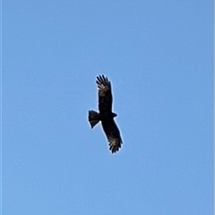 Lophoictinia isura (Square-tailed Kite) at Coomba Bay, NSW - 8 Sep 2025 by MelanieL