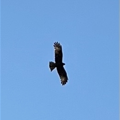 Lophoictinia isura (Square-tailed Kite) at Coomba Bay, NSW - 8 Sep 2025 by MelanieL