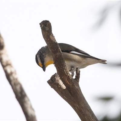 Pardalotus striatus (Striated Pardalote) at Seal Bay, SA - 17 Sep 2025 by AlisonMilton