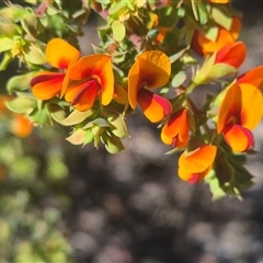 Pultenaea spinosa (Spiny Bush-pea, Grey Bush-pea) at Manton, NSW - 18 Oct 2025 by Philip