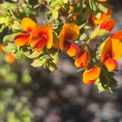 Pultenaea spinosa (Spiny Bush-pea, Grey Bush-pea) at Manton, NSW - 18 Oct 2025 by Philip