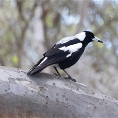 Gymnorhina tibicen (Australian Magpie) at Seal Bay, SA - 17 Sep 2025 by AlisonMilton