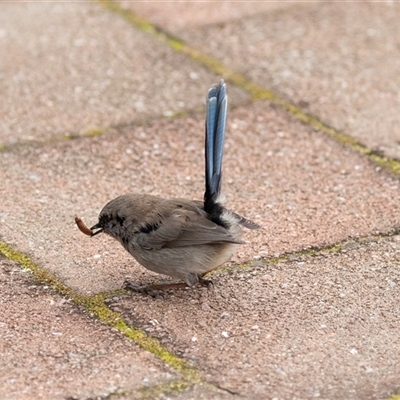 Malurus cyaneus (Superb Fairywren) at Seal Bay, SA - 17 Sep 2025 by AlisonMilton