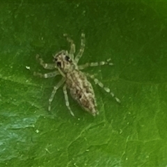 Helpis sp. (genus) (Unidentified Bronze Jumping Spider) at Calwell, ACT - 19 Oct 2025 by Zeffie