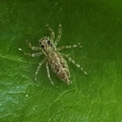 Helpis sp. (genus) (Unidentified Bronze Jumping Spider) at Calwell, ACT - 19 Oct 2025 by Zeffie