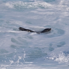 Tursiops truncatus at Flinders Chase, SA - 17 Sep 2025 by AlisonMilton