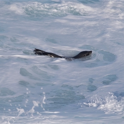 Tursiops truncatus at Flinders Chase, SA - 17 Sep 2025 by AlisonMilton