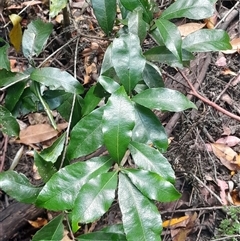 Denhamia celastroides at Pappinbarra, NSW - 18 Oct 2025 by jonvanbeest