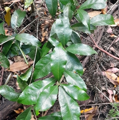 Denhamia celastroides at Pappinbarra, NSW - 18 Oct 2025 by jonvanbeest