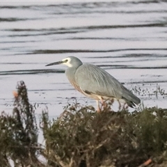 Egretta novaehollandiae (White-faced Heron) at American River, SA - 17 Sep 2025 by AlisonMilton