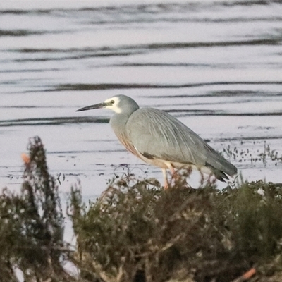 Egretta novaehollandiae (White-faced Heron) at American River, SA - 17 Sep 2025 by AlisonMilton