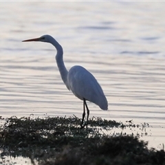 Ardea alba (Great Egret) at American River, SA - 17 Sep 2025 by AlisonMilton