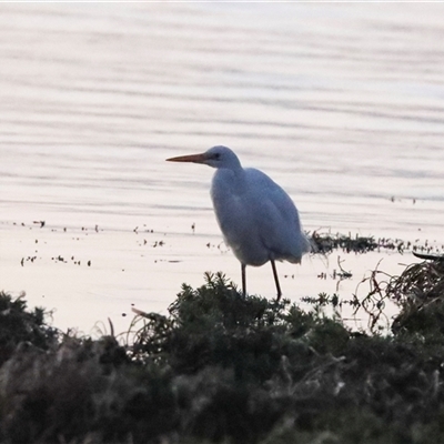 Ardea alba (Great Egret) at American River, SA - 17 Sep 2025 by AlisonMilton