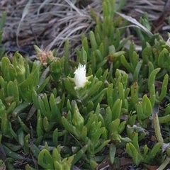 Crassula sieberiana at American River, SA - 17 Sep 2025 by AlisonMilton