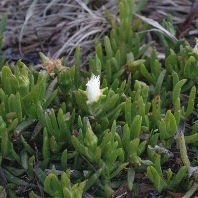 Crassula sieberiana at American River, SA - 17 Sep 2025 by AlisonMilton