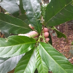 Claoxylon australe at Pappinbarra, NSW - 18 Oct 2025 by jonvanbeest