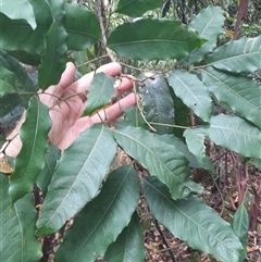 Unverified Other Tree at Pappinbarra, NSW - 18 Oct 2025 by jonvanbeest