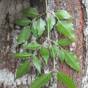 Melia azedarach (White Cedar) at Pappinbarra, NSW - Yesterday by jonvanbeest