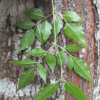 Melia azedarach (White Cedar) at Pappinbarra, NSW - 18 Oct 2025 by jonvanbeest