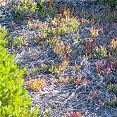 Crassula sieberiana at Flinders Chase, SA - 17 Sep 2025 by AlisonMilton