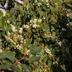 Unverified Other Shrub at Flinders Chase, SA - 17 Sep 2025 by AlisonMilton