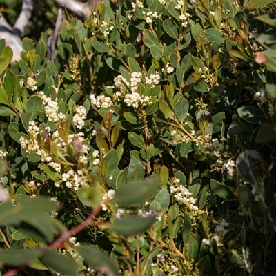 Unverified Other Shrub at Flinders Chase, SA - 17 Sep 2025 by AlisonMilton