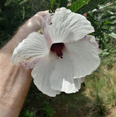 Hibiscus heterophyllus at Pappinbarra, NSW - 18 Oct 2025 by jonvanbeest