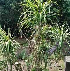 Cordyline stricta at Pappinbarra, NSW - 18 Oct 2025 by jonvanbeest
