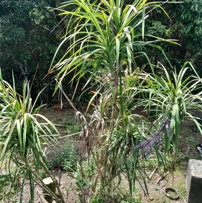 Cordyline stricta at Pappinbarra, NSW - 18 Oct 2025 by jonvanbeest