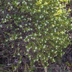 Unverified Other Shrub at Flinders Chase, SA - 17 Sep 2025 by AlisonMilton